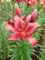 [5074 Forza Red No01.JPG]